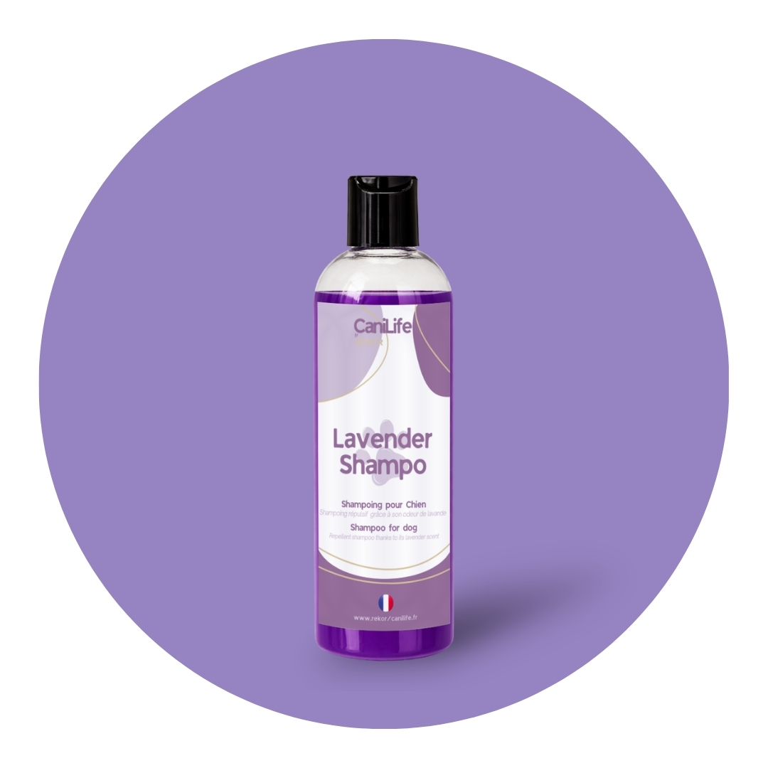 Lavender Shampoo