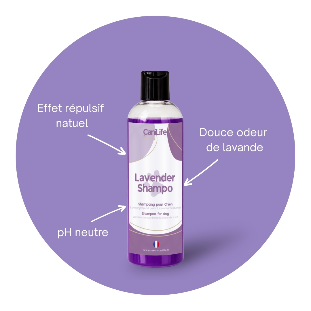 Lavender Shampoo